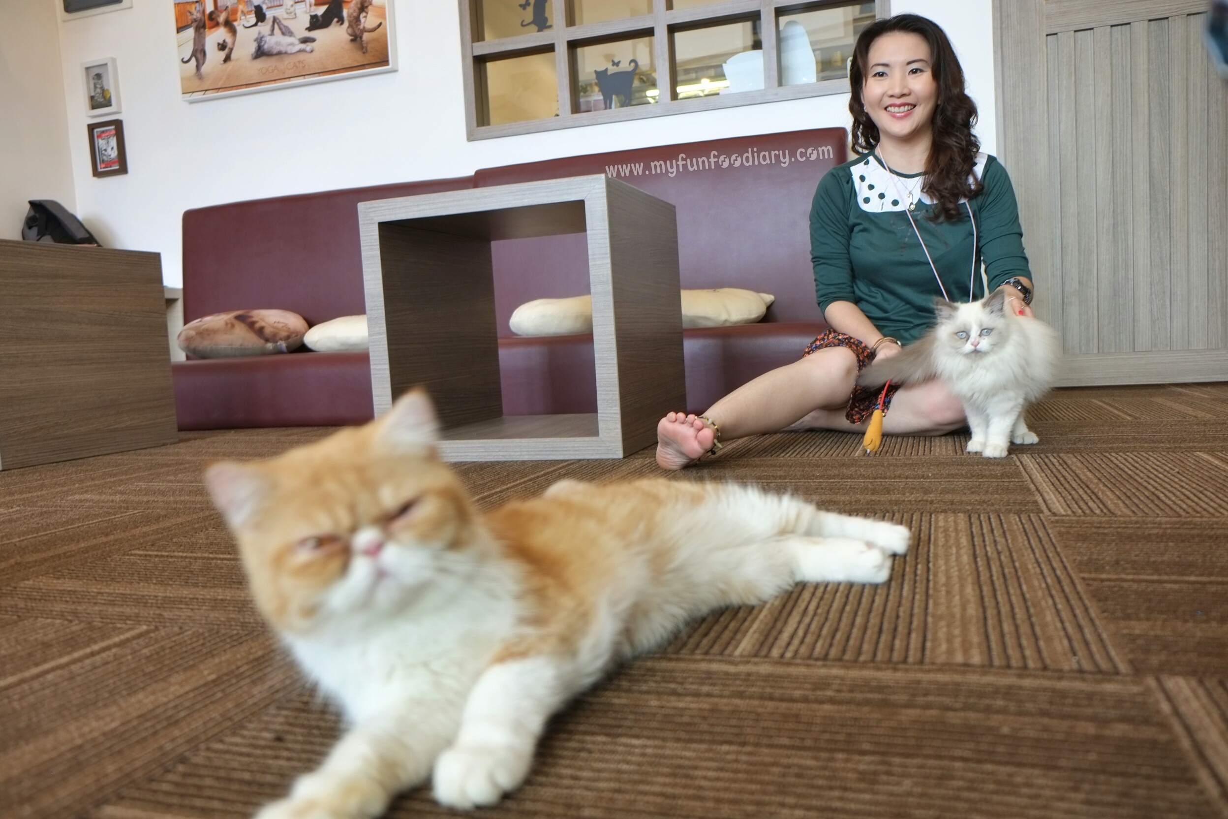 Ambiance at Cutie Cats Cafe by Myfunfoodiary