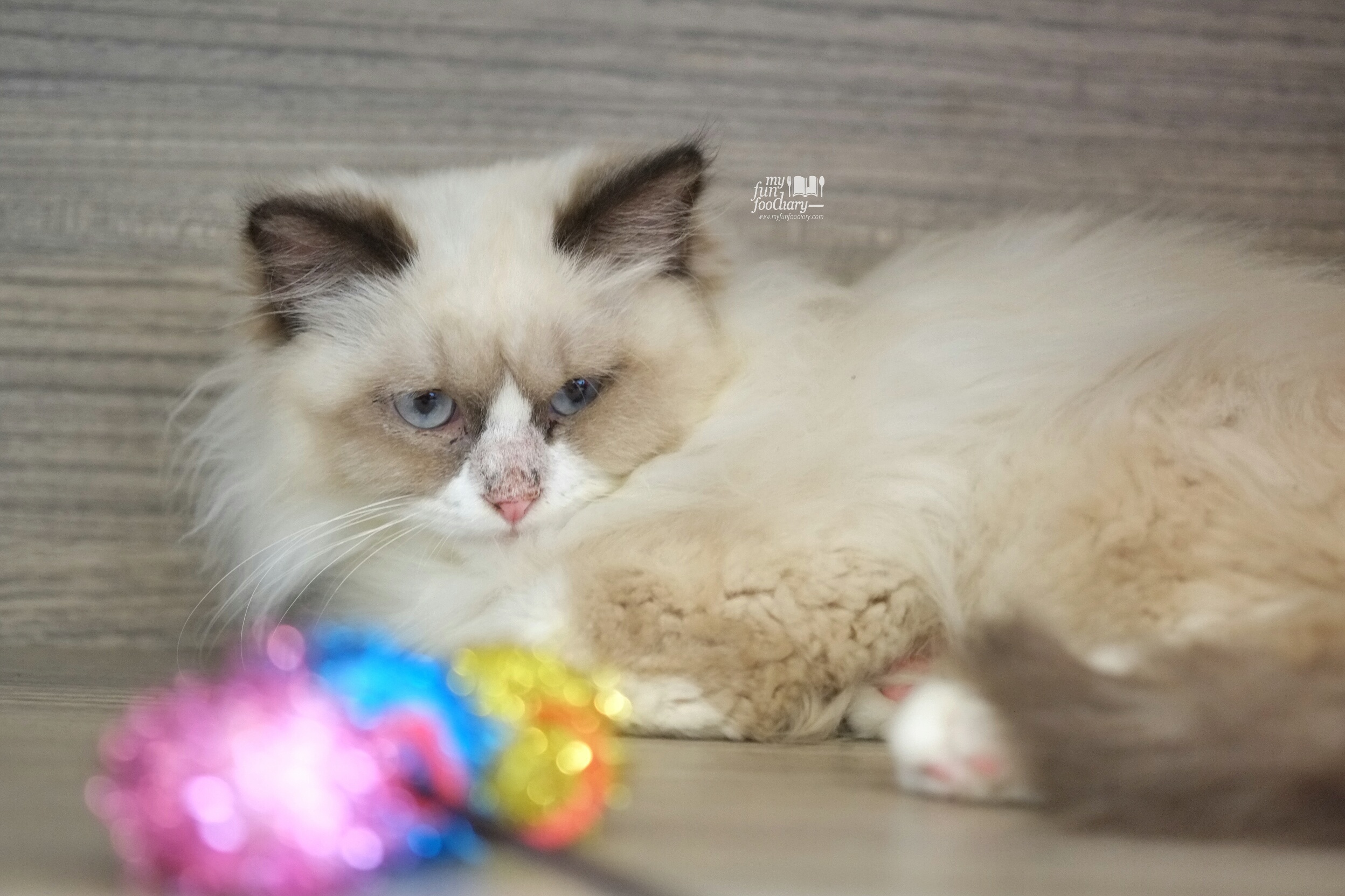 Muffin at Cutie Cats Cafe by Myfunfoodiary