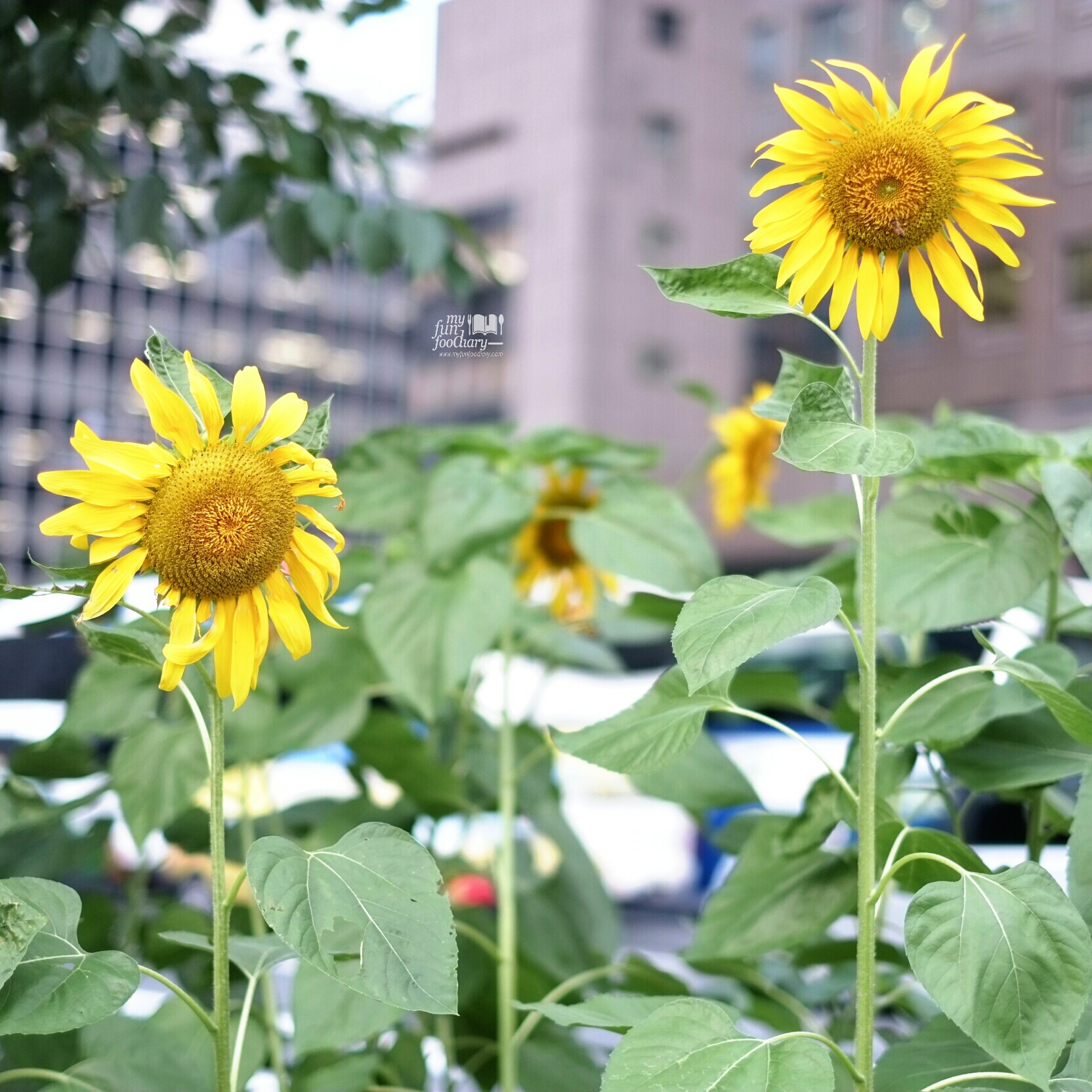 Beautiful Sunflower at Ginza Tokyo by Myfunfoodiary