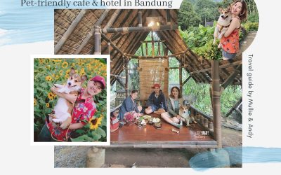 [PET FRIENDLY] Bandung Hotel & Cafe Hopping with your Dog